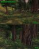 UL: TGF: Ancient Redwoods Skin screenshot