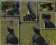 SWAT M1911 Lasered (ON/OFF) Skin screenshot