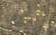Boba Fett's [HD] 9mm bullet Skin screenshot