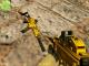 G36C Gold Skin screenshot