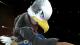 Bald Eagle Falco Skin screenshot