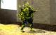 CF Mutant/Hulk Zombie Skin screenshot