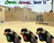 Crazy Nades PAck By Shark Skin screenshot