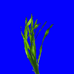 seaweed.spr Preview