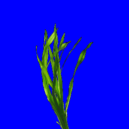 seaweed.spr frame 1