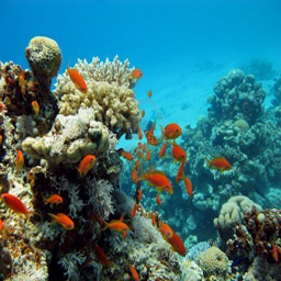 coral