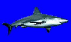 buzzer_rp_shark.spr Preview
